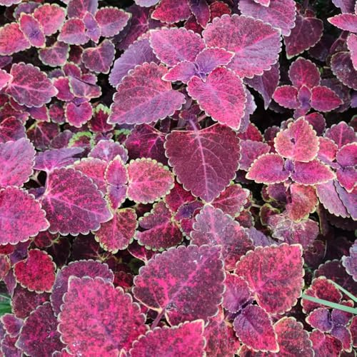 buntnesselsamen mehrjährig, exotische winterhart bio, balkon bodendecker 500pcs