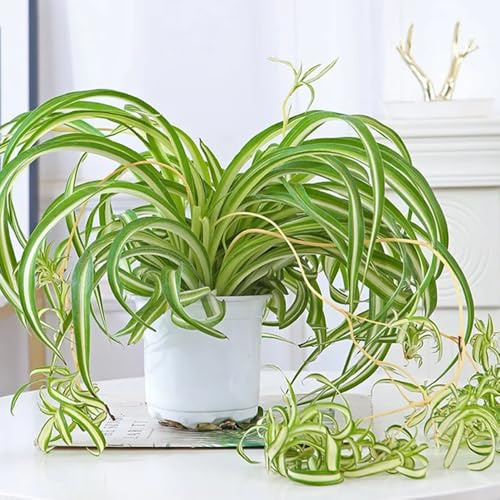 GrünlilieSamen, kübelpflanzen winterharte für garten topfpflanzen draußen winterhart indoor pflegeleichte zimmerpflanzen wohnzimmer deko 100pcs
