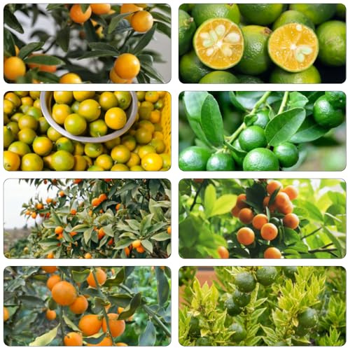 kumquat exotische zimmerpflanzen säulenobst obstpflanzen baumsamen pflanzensamen hochbeete für garten zwergobstbäume winterharte kübelpflanzen säulenobstbäume obstbäume kaufen 100samen