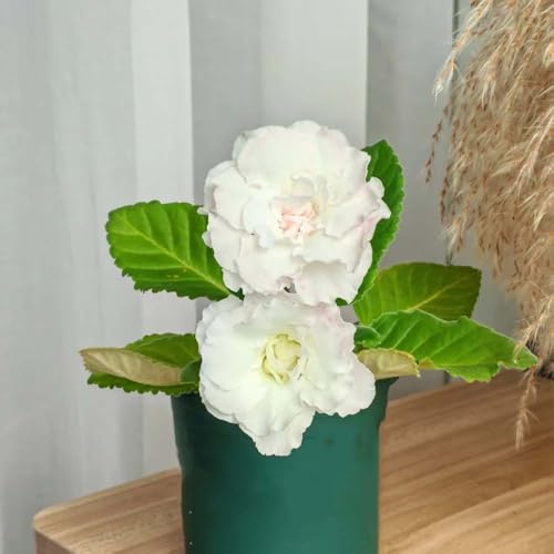 Gloxinia de interior semillas decoración primavera pradera - Serie Raras - semillas balcón gloxinia jardín 250pcs