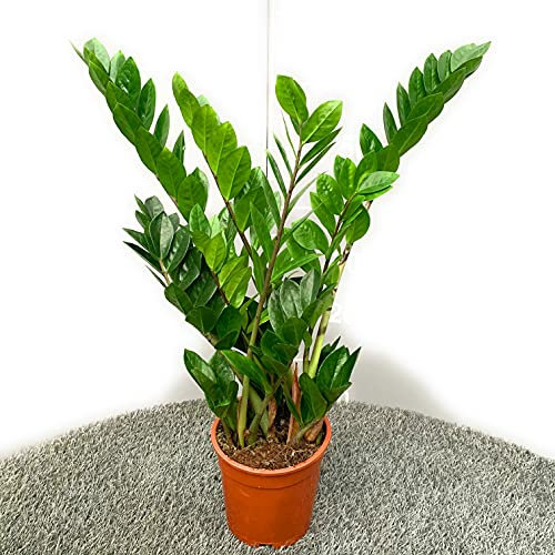 Pianta di ZAMIOCULCAS ZAMIIFOLIA │ ZAMIA │ Pianta succulenta in vaso Ø 17cm