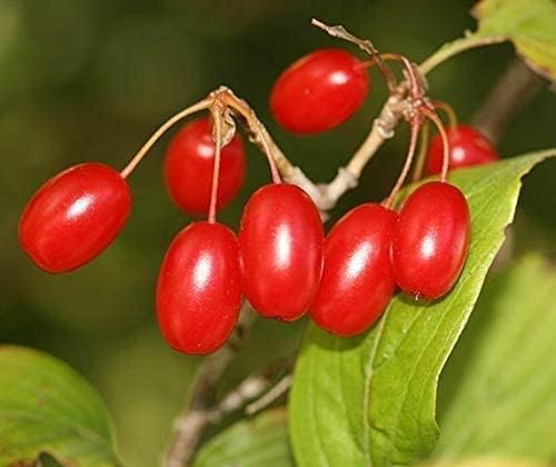 Japanische Kornelkirsche Cornus officinalis Pflanze 35-40cm Hartriegel Kornel