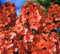 Semillas de flores frescas de Phlox 100 piezas 100 piezas naranja