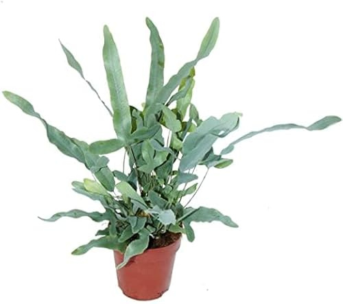 Blue Star 2 felce blu, piante da interno, foglie verdi ondulate, 2 pezzi