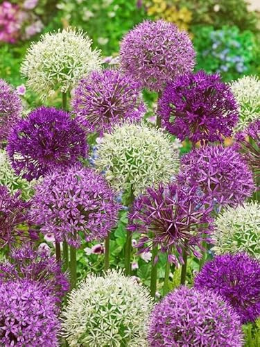 Zierlauch Allium Blumenzwiebeln Winterhart Mix, Mehrjährige Zwiebeln aus Holland, für Garten, Balkon, Beete und Töpfe (50, Zierlauch Mischung)