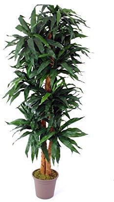 Dracena Kunstpflanze 200cm hoch mit 340 Blätter und 2 Naturstämme - Künstlicher Drachenbaum mit Echtholz Stämmen
