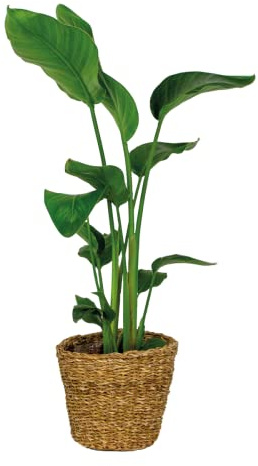 Bloomique - Strelitzia Nicolai - Paradiesvogelpflanze - Paradiesvogelblume - Zimmerpflanzen - Luftreinigend - Pflegeleicht - Höhe 80-100 cm - Rattan Korb 21 cm - Topf 21 cm