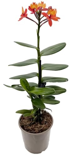 Fangblatt - Epidendrum radicans - seltene Schmetterlingsorchidee mit zarten Blüten - pflegeleichte Orchidee