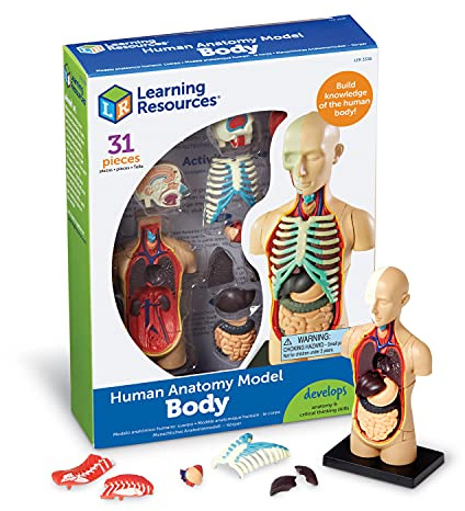 Learning Resources Anatomiemodell Mensch, ab 8–12 Jahren, menschlicher Körper Lernen, realistisches 3D-Torso-Modell mit Organen, fördert Biologieverständnis bei Kindern