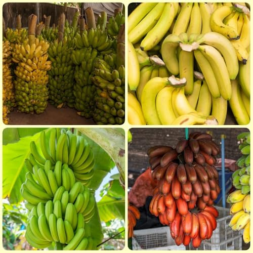 semi di banana, semi di banano, semi di esotiche da giardino rare biologici da frutto colonnari 300pcs