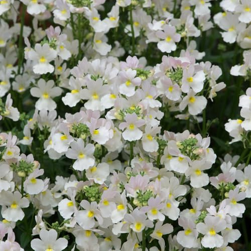 Bedwen Nemesia 'Wisley Vanilla' Plug Plant x4 – Compact Fragrant White Flowering Bedding Plants for Gardens & Patio Pots