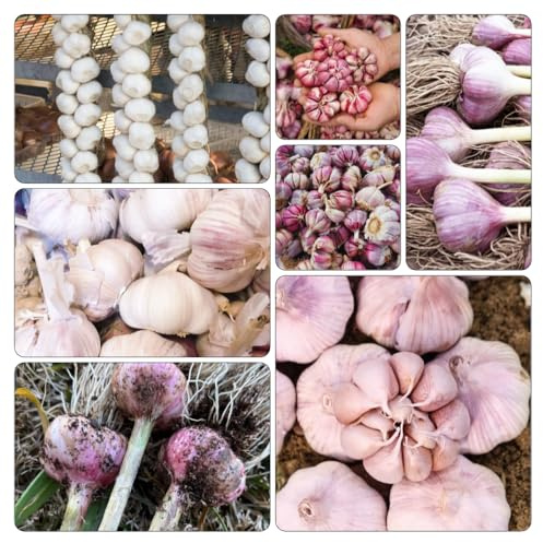 pflanzknoblauch Knoblauch - gartenpflanze hochbeett gemüsebeet kräutergarten pflanztopf balkonpflanzen topfpflanzen stauden winterhart mehrjährig winterharte kübelpflanzen hochbeete 10zwiebeln