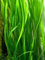 1 botte de Vallisnerien gigantea, plantes aquatiques