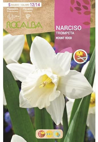 Narciso Blanco Mount Hood Blister 5 Bulbos Calibre 12/15