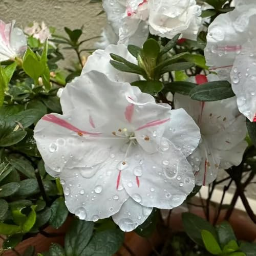 Semi di rododendro e azalea - estivi arbusti ornamentali resistenti da balcone semi di per giardinieri serre da balcone vecchie varietà 90pcs