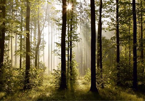 AG Design FTS 0181 Morgen Wald, Papier Fototapete - 360x254 cm - 4 teile, Papier, multicolor, 0,1 x 360 x 254 cm
