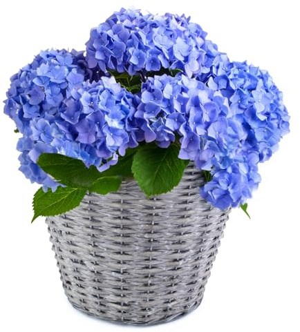 matches21 HOME & HOBBY Geflochtener Pflanzkorb Ø 20 cm aus Weide mit Folie - dekorativer Blumentopf & Übertopf für innen & außen