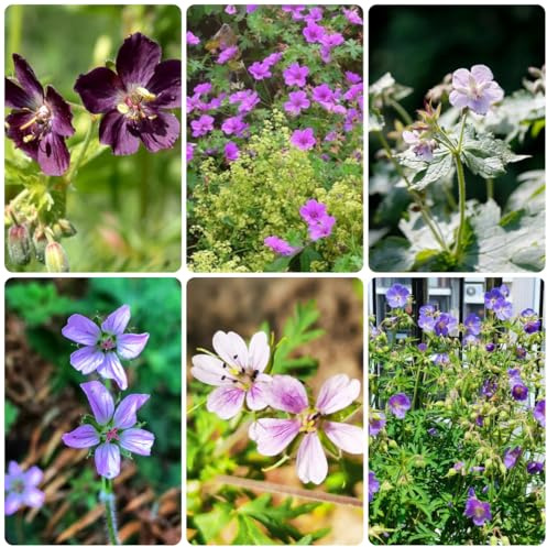 storchschnabel, bodendecker gartenkräuter storchenschnabel deko wohnzimmer steingartenpflanzen winterhart gartenblumen 130samen