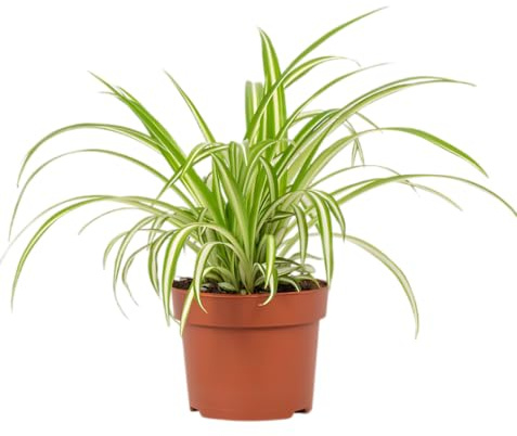 Grünlilie | Chlorophytum | ca. 40-50 cm | ø 12-15 cm Topf | Pflegeleichte Zimmerpflanzen für Wohnung und Büro | Qualität vom Pflanzen Profi | Ideale Raumbegrünung