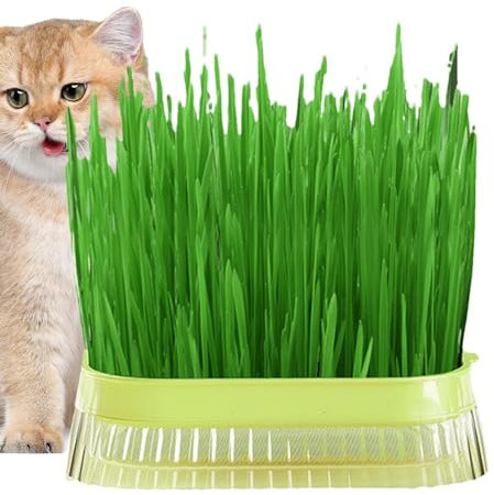 Katzengras Pflanzgefäß für Indoor Katzen - Soilless Cat Grass Grower - Pet Cat Sprout Dish Growing Pot Hydroponic Plant Pot Cat Grass Keimschale Gewächshaus Grow Box für Indoor