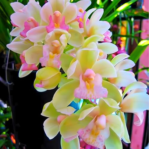 Bellissimo Rizoma Di Cymbidium Orchidea, Resistenti Al Freddo E Alla Siccità, Facile Da Coltivare, Adatte Per La Decorazione Di Giardini-3 Rizoma-A