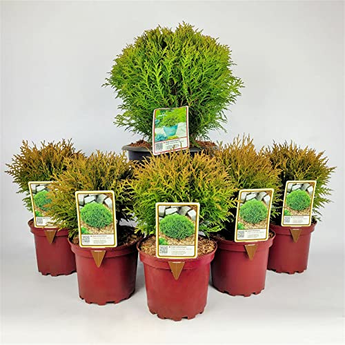 Kugel-Lebensbaum, 6er-Mix Set, 5x Topf 2 Liter + 1x Topf 8,7 Liter