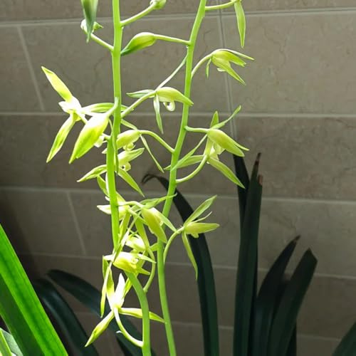 semillas de orquídeas raras, reales al aire libre balcón decoracion sala de estar 550pcs