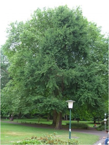 Seedeo Ginkgo (Ginkgo biloba) 6 Samen
