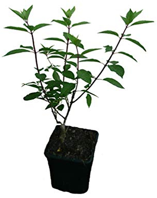 Rispenhortensie - Candlelight - Pflanze Hortensie gelbe Blüten NEU