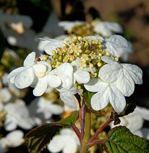 Hochstamm Japanischer Schneeball Summer Snowflake 80-100cm - Viburnum plicatum - lebende Gartenpflanze aus den Baumschulen