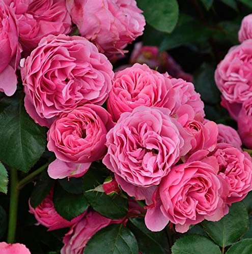 Hochstamm Rose Leonardo da Vinci® 80-100cm - lebende Gartenpflanze aus den Baumschulen
