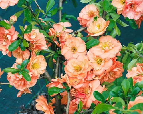 Zierquitte Chaenomeles Orange Trail 9x9 cm Topf winterhart | orangefarbene Blüten, ideal für Sichtschutz und Formhecke, sonnig bis halbschattig, robust und schnittverträglich