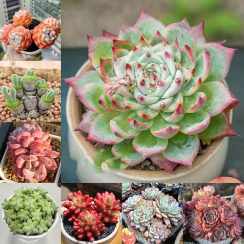 Semillas de suculentas, productos sostenibles, decoración para el salón 180pcs