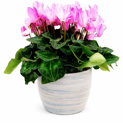 POWERS TO FLOWERS - CICLAMINO PICASSO IN VASO CERAMICA AFRICA, VASO 14CM, pianta vera