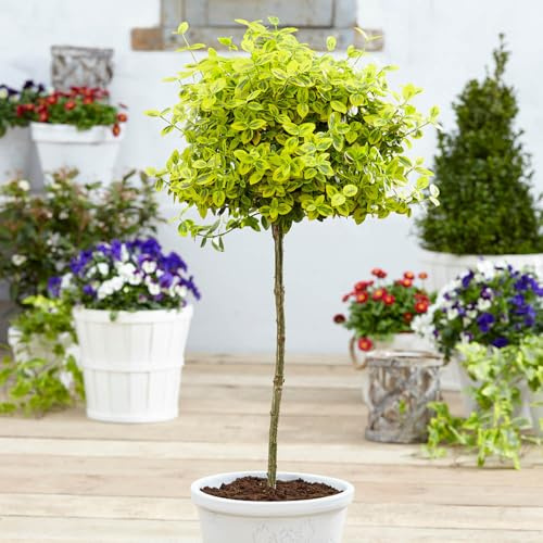 YouGarden Euonymus 'Emerald 'n' Gold' Standard Tree, Established Plant in 18cm Pot, 80-100cm Tall, Ready to Plant, Grow in Patio Pots or Garden Borders