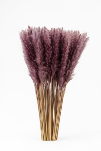Fresh Plants Pflanze - Set mit 5 violetten stabilisierten Pampasgräsern Höhe ca. 85 cm