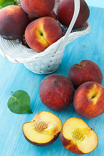 Albero di Pesco Noce Big Top pianta di pesca noce varietà Big Top Età 2 anni già innestata pianta da frutto di pesca noce pianta vera di pesche noci venduta da eGarden.store