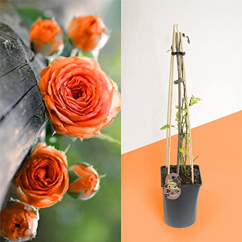 1 Fragrant Outdoor Climbing Rose Bush in Tall Pot with Trellie Hardy Plant Garden Shrub Summer Autumn Flowering for Decoration Border Patio Gift Present - Long Lasting Orange Flower Bloom
