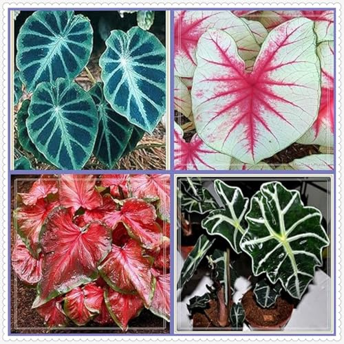Oreja de elefante/alocasia,perenne,Adaptable,brillante colocasia magic,Resistente al frío,Puro Amor.-15Rizomas-K