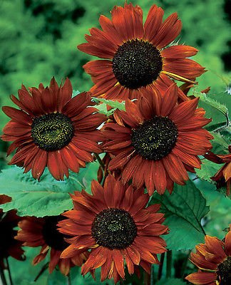 Graines de tournesol orange Velvet Queen Heirloom sans OGM: PAQUET DE 100 GRAINES