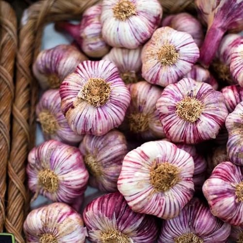semi di aglio resistente, Allium sativum, esotici, varietà antiche balcone invernali 200pcs