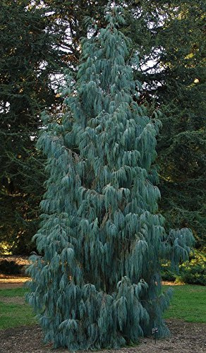 PLAT Firma SEMI DI GERMINAZIONE: Kaschmir-Zypresse | Bhoutan Kaschmir pleureur Cypress | 50_Seeds