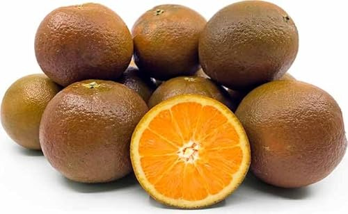 Árbol NARANJA CHOCOLATE. Árbol de 2 años. En maceta plástica. 140 cm alt + ABONO