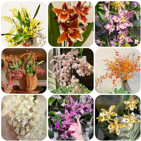orchidea oncidium - balcone in vaso Decorazioni giardino per esterni ufficio sempreverdi giardino, balcone recisi 550semi