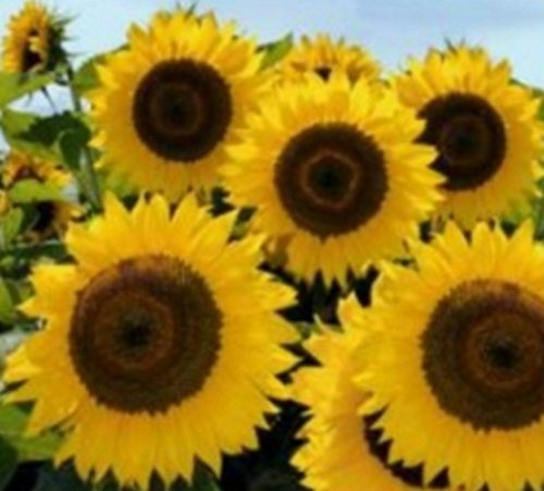Sonnenblume American Giant Samen