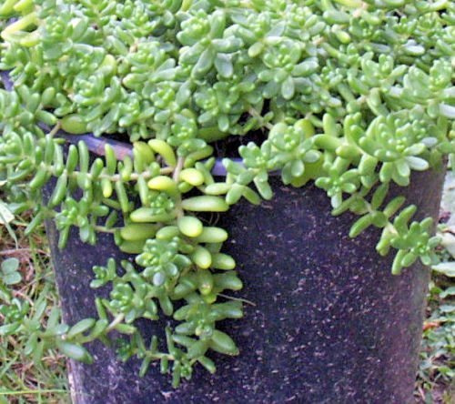 SEDUM ALBUM MIX, 169 GRAINES, BEBES PATTES ATHOUM, MUREL, CORAL CARPET, potelé PATTES