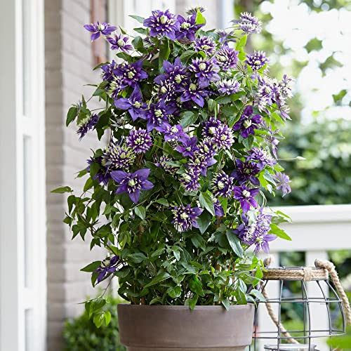 You Garden - 2 x Clematis Taiga Climbing Plant with Unique Flower in 9cm Pot