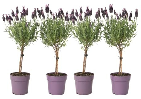 Plant in a Box - Lavandula stoechas 'Anouk' - Lavendelbaum - 4er Set - Topf 12cm - Höhe 30-40cm