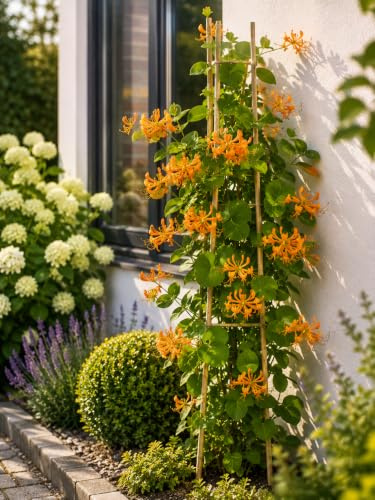 Echtes Geißblatt (Lonicera tellmanniana) 60-80 cm – Kletterpflanze | Winterhart, Bienenfreundlich & Schnellwachsend | Ideal für Pergola, Zaun & Sichtschutz