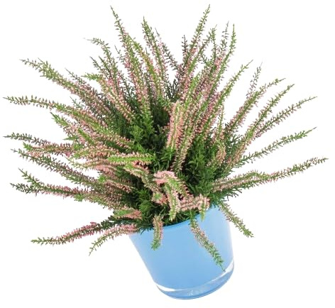 Brezo Arbustivo Planta de Poco Riego - Color Rosa - Ideal para Exterior